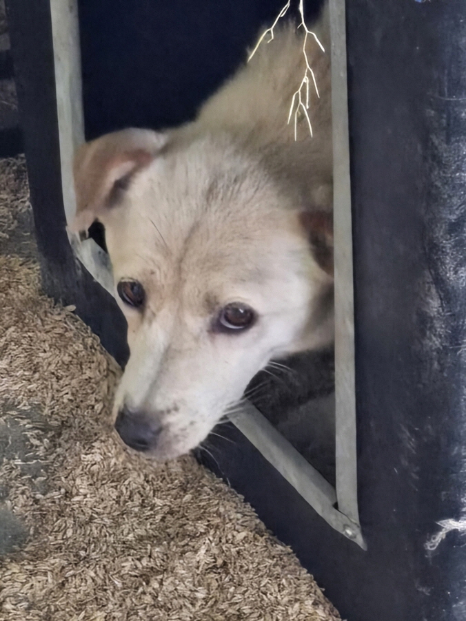 보호중 믹스견의 가…