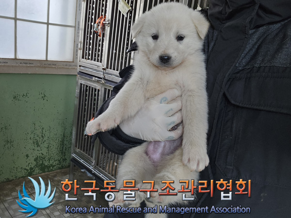한국동물구조관리협회_441560202401403
