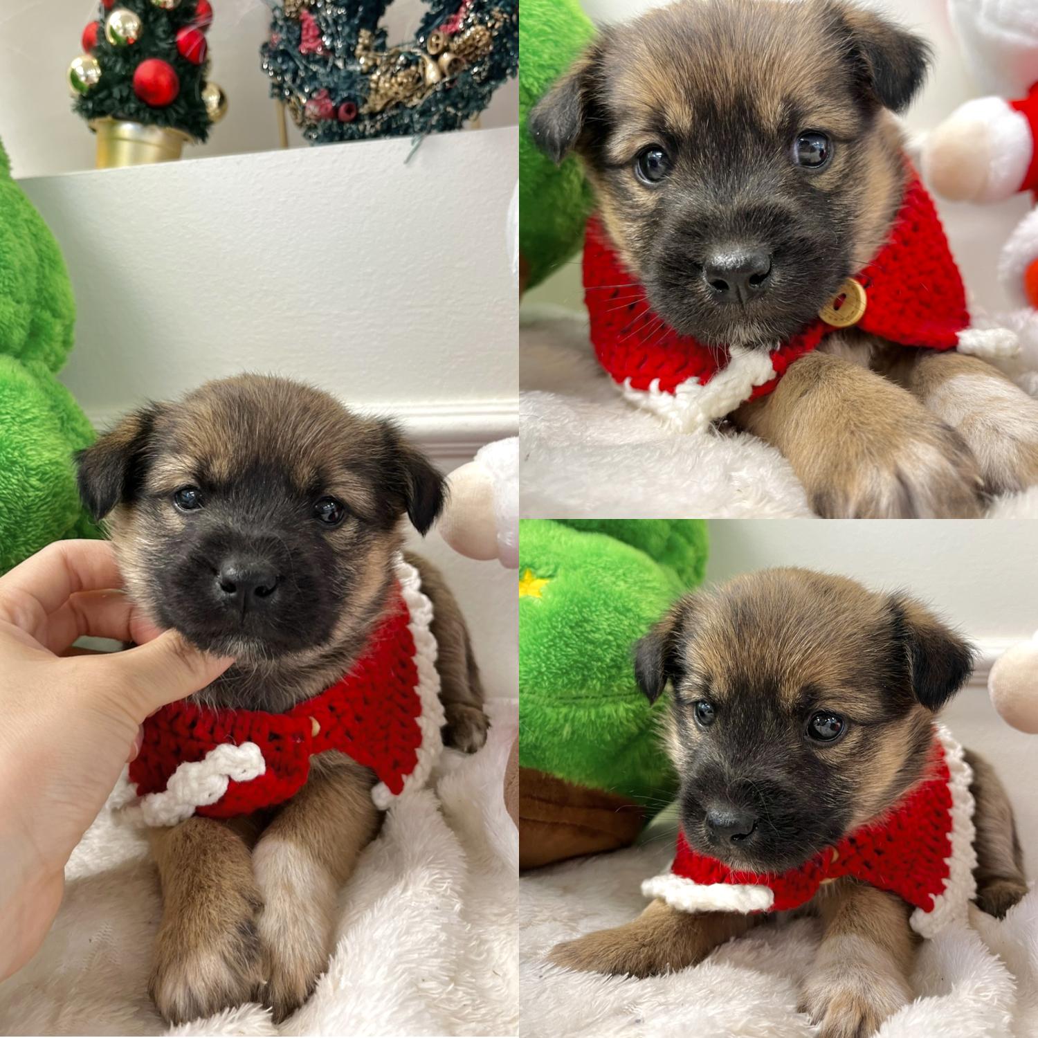 경주동물사랑보호센터_447505202401510