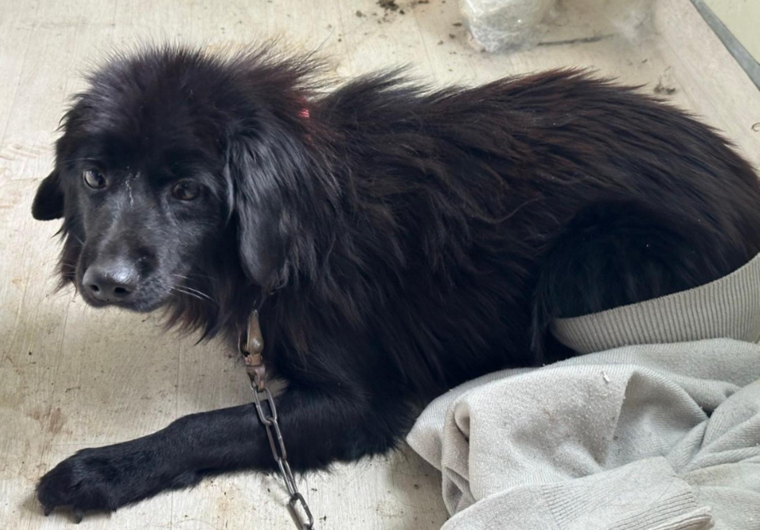 보호중 믹스견의 가…