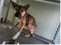 보호중 믹스견의 가…