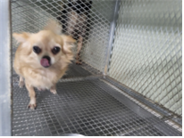 (사)하얀비둘기_426339202400675