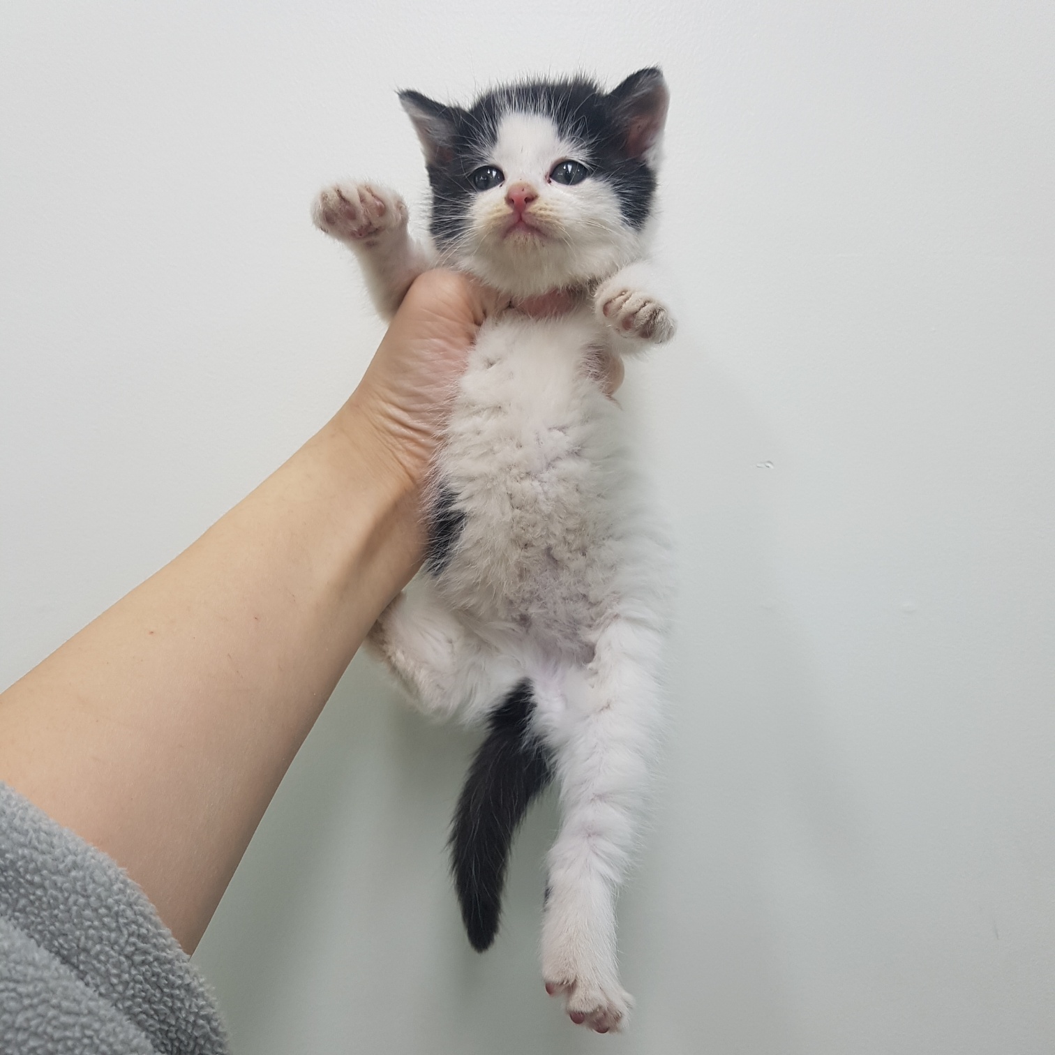 종료(입양) 한국 …