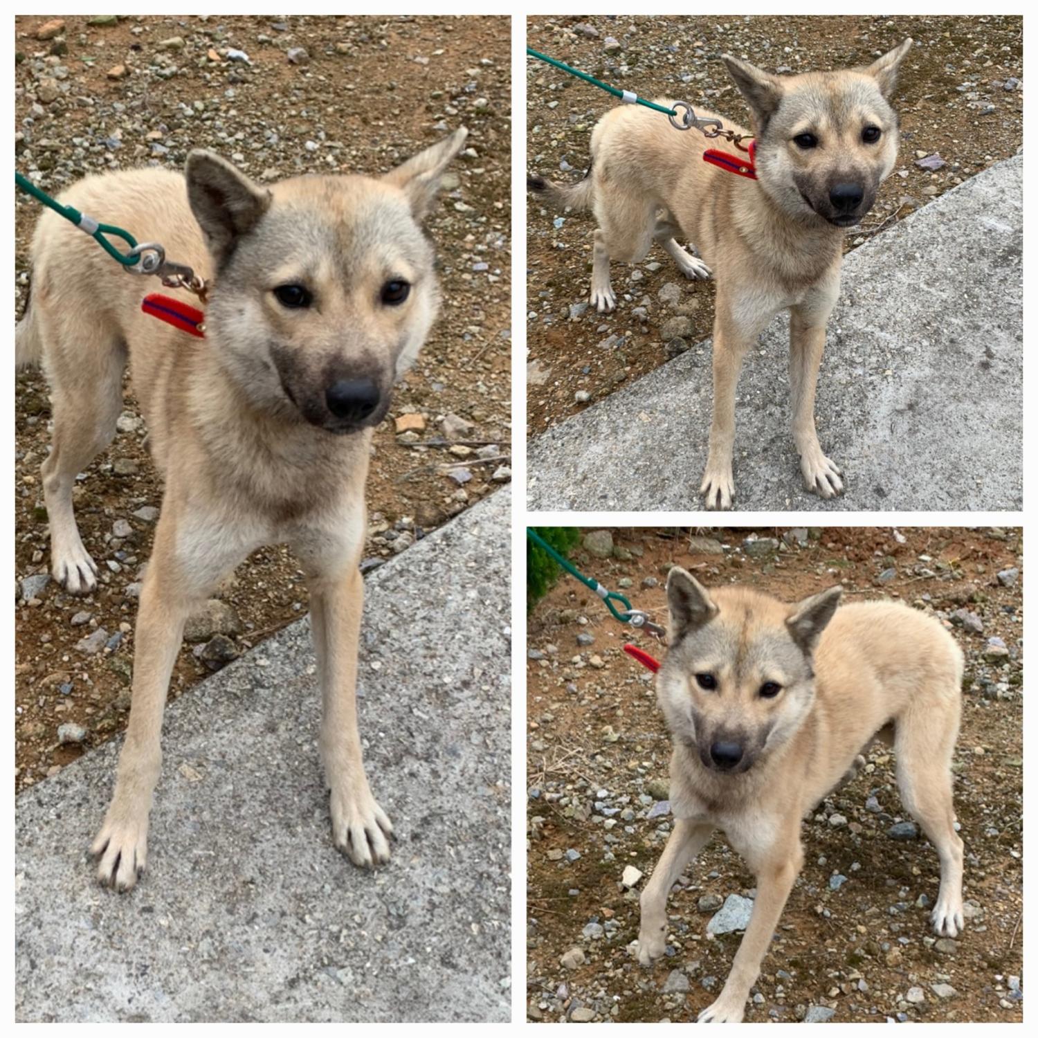 보호중 믹스견의 가…