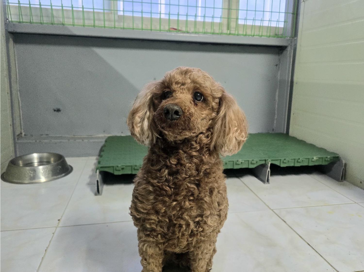 (사)영일동물플러스_447502202401780