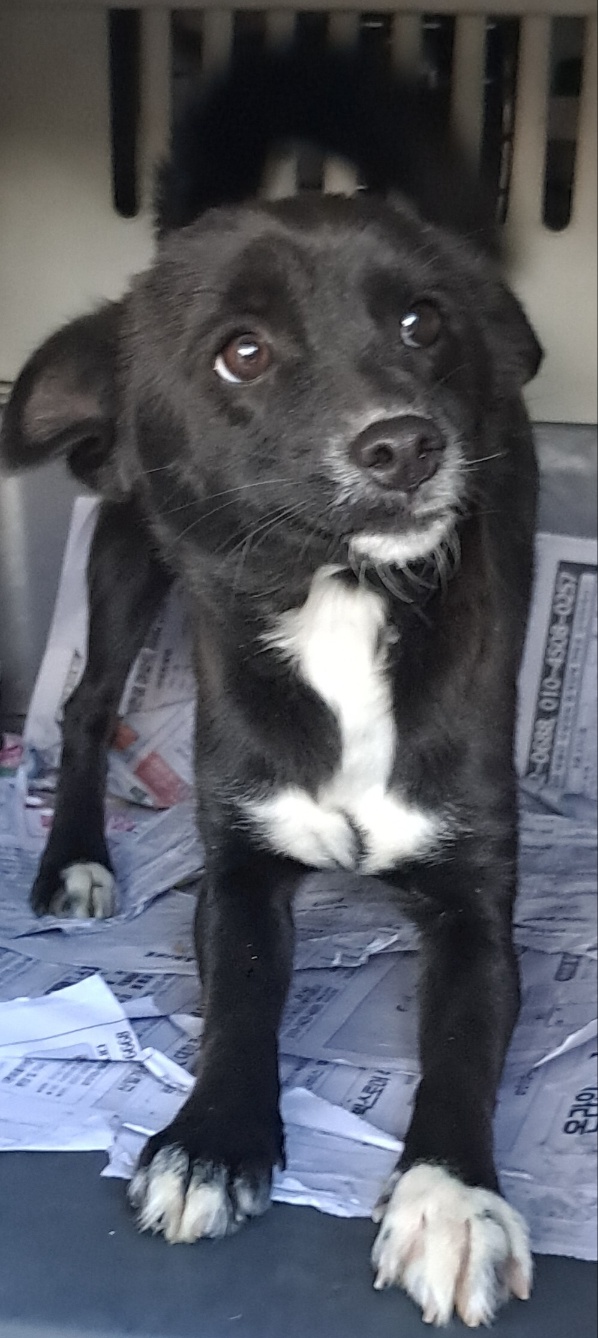 보호중 믹스견의 가…