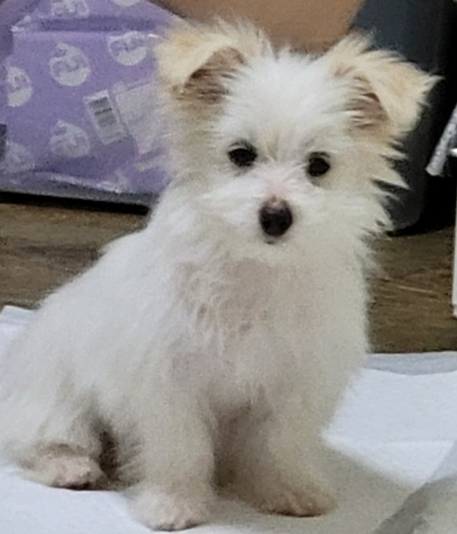 목포시유기동물보호소_446480202401716
