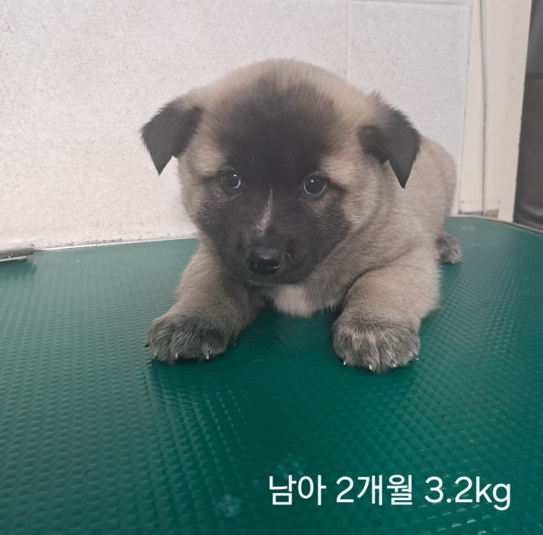 옥천동물병원_443443202400771