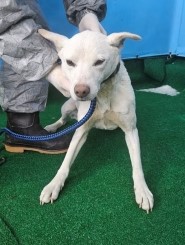 제주 동물보호센터_450650202403562