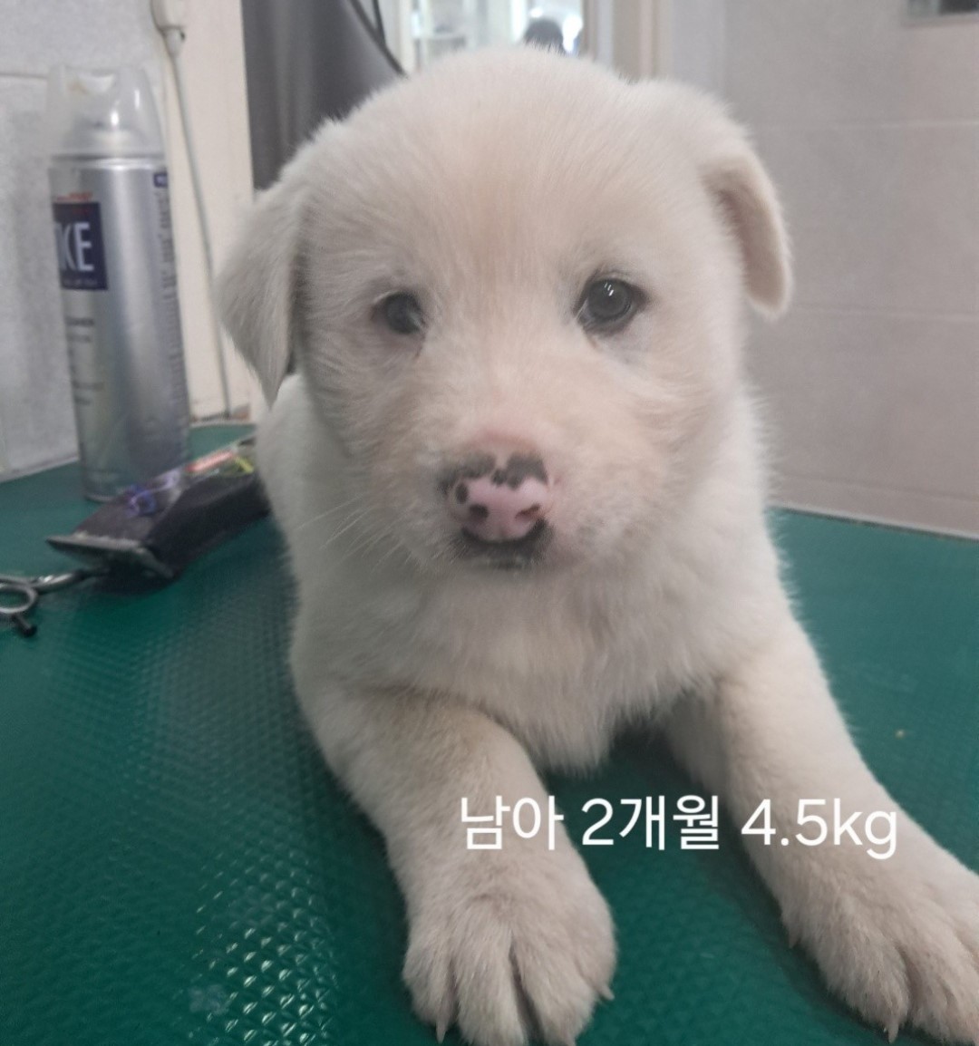 옥천동물병원_443443202400773