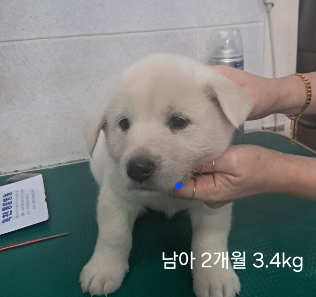 옥천동물병원_443443202400770