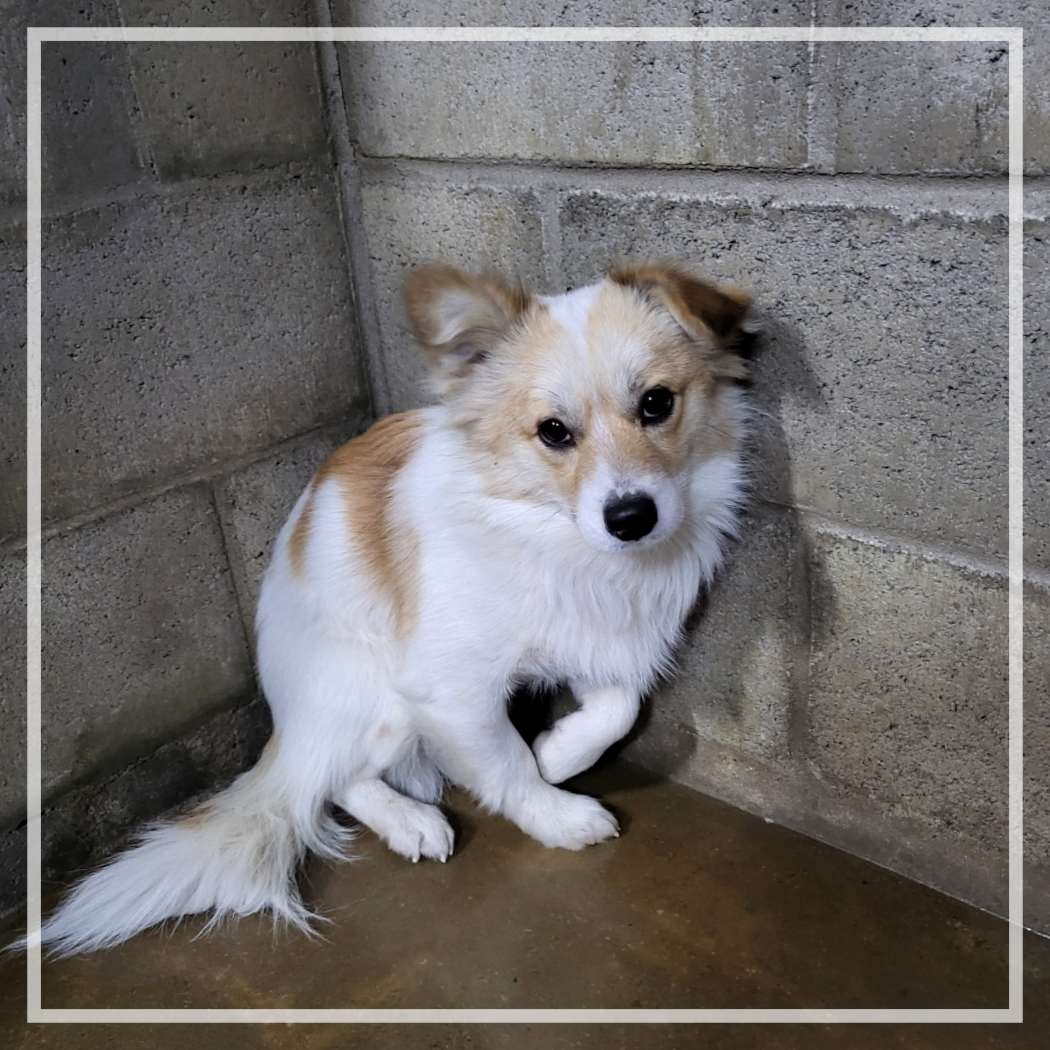 군산유기동물보호센터_445467202402454