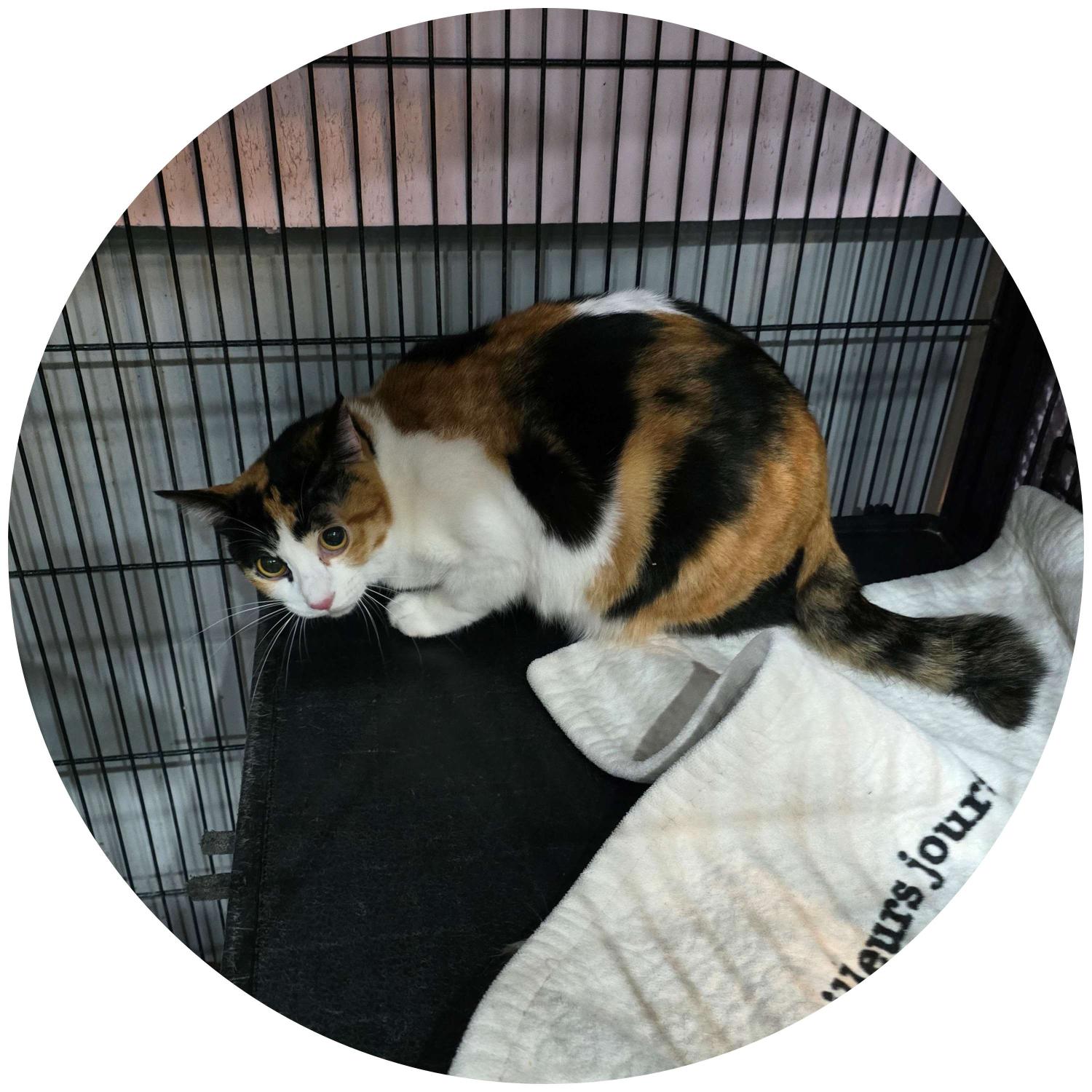 군산유기동물보호센터_445467202402451