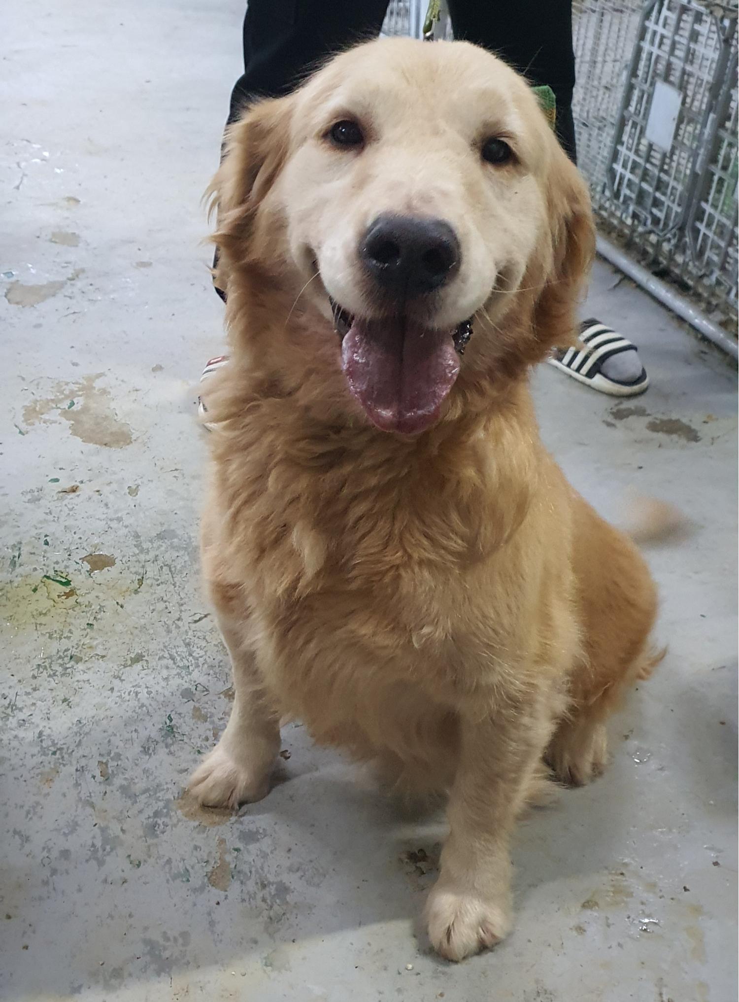 종료(반환) 골든 …