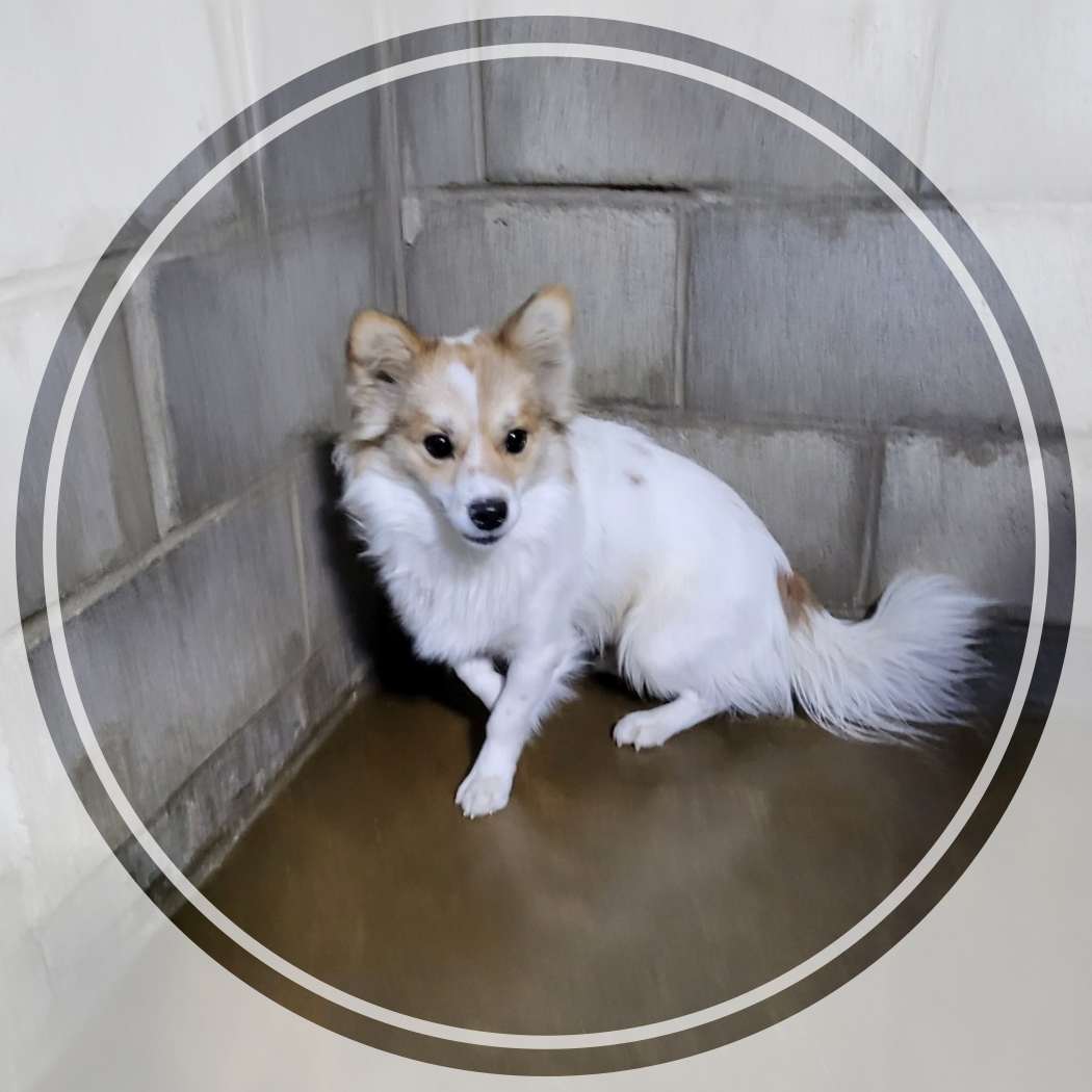 보호중 믹스견의 가…