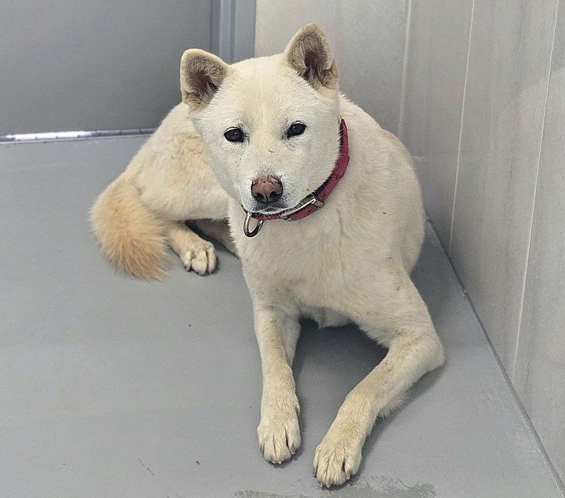 종료(반환) 진도견…