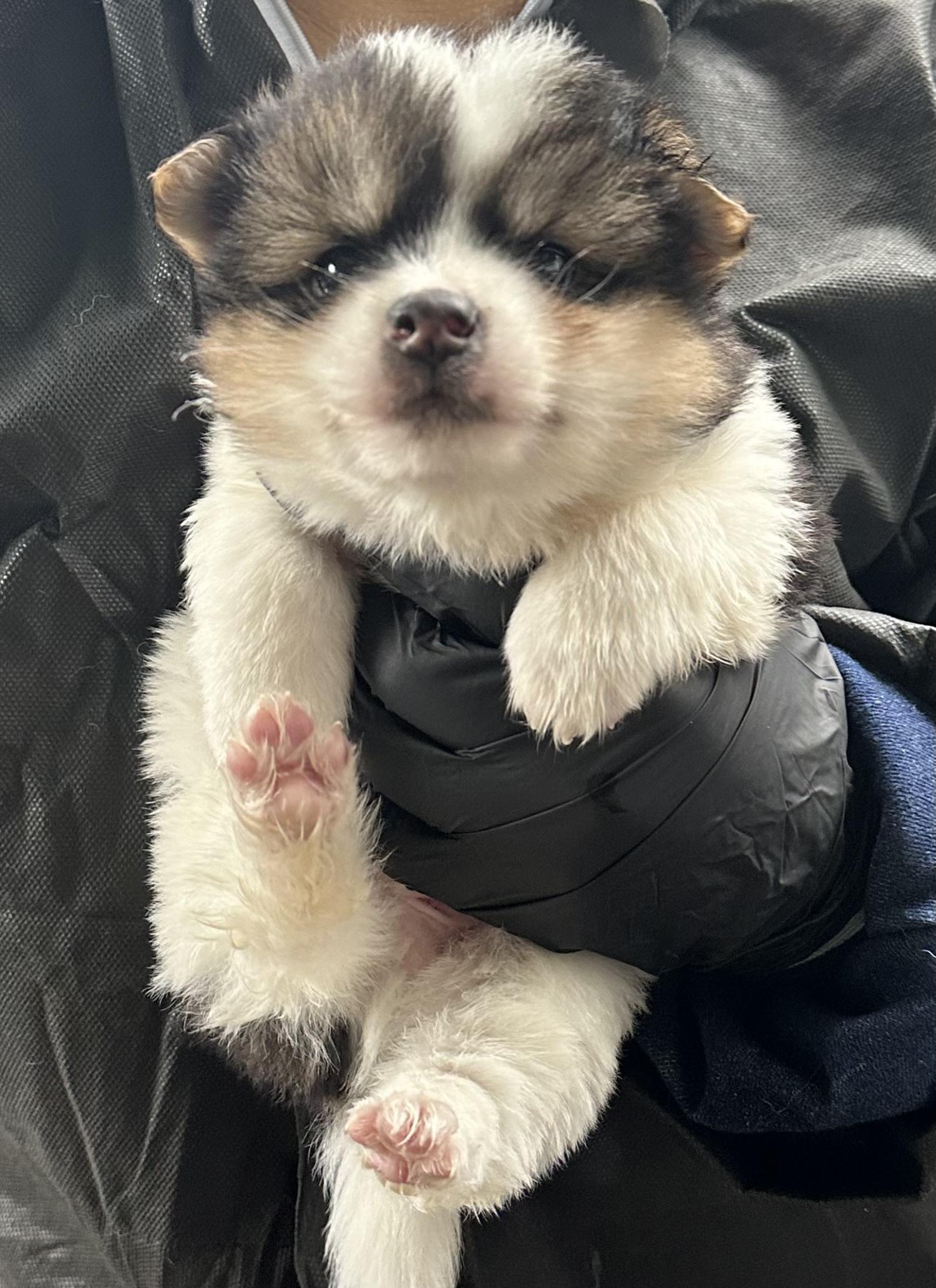 종료(입양) 믹스견…