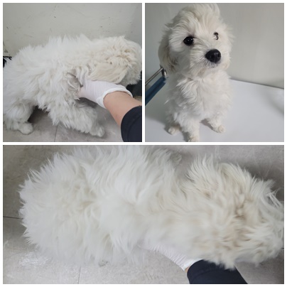 논산시 동물보호센터_444454202401131