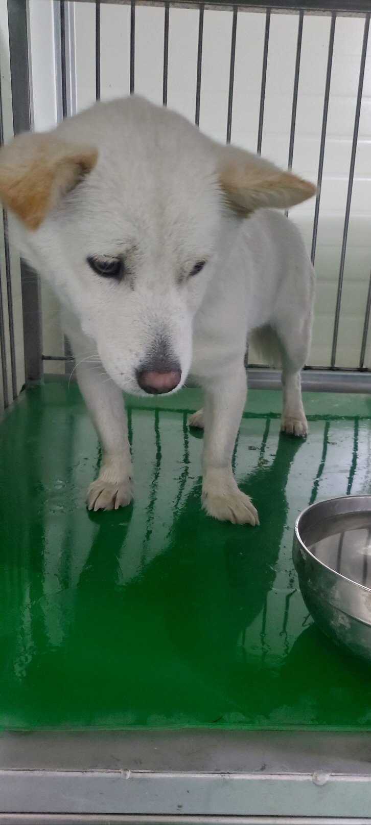 보령시유기동물보호소_444451202401263