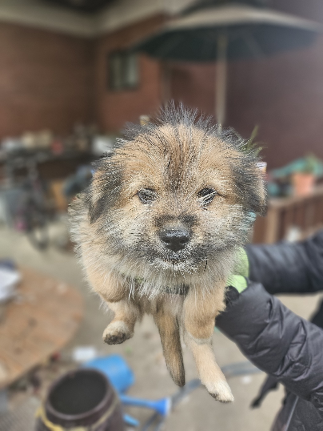 종료(자연사) 믹스…