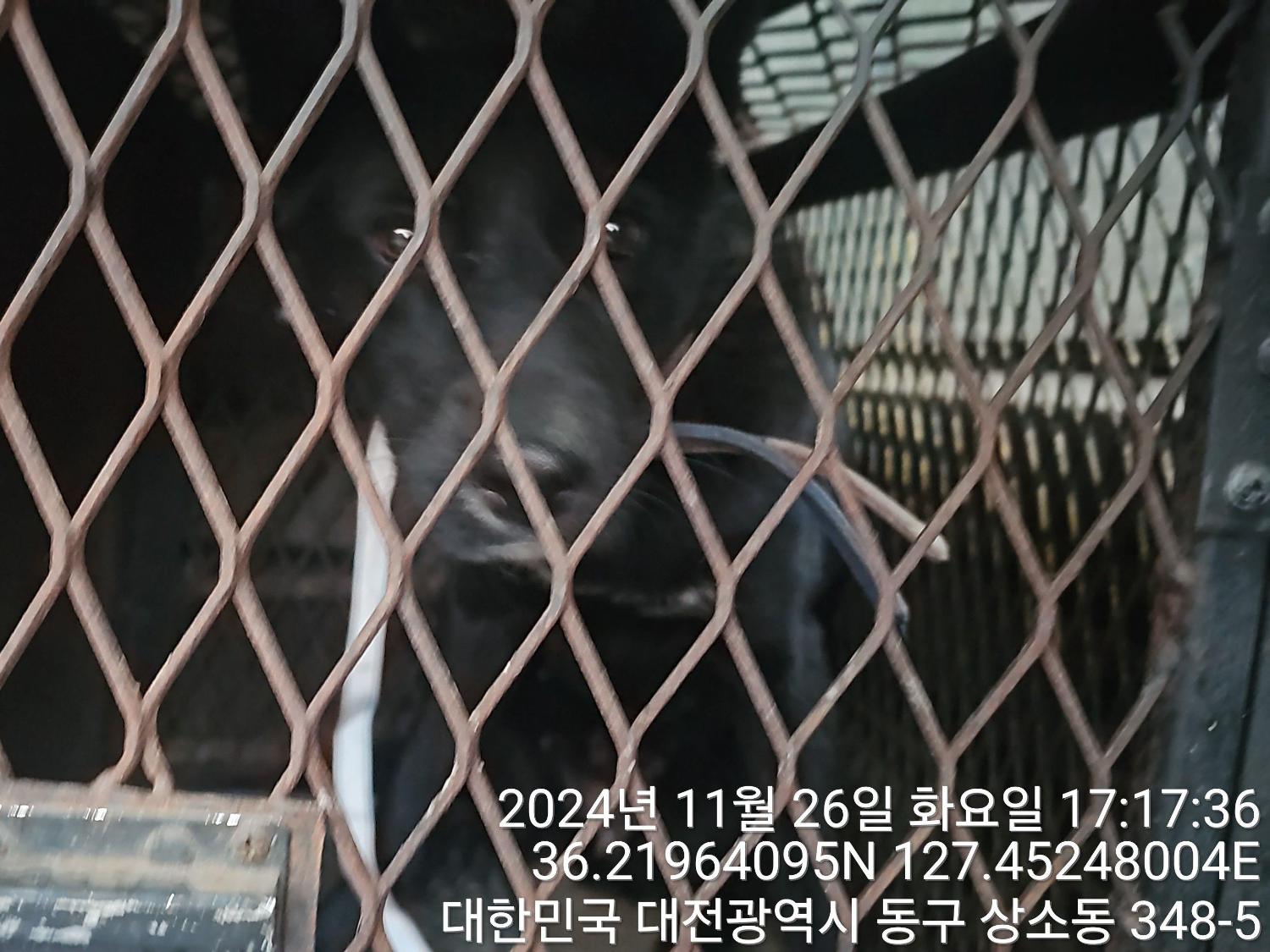 대전동물보호센터_430364202400801