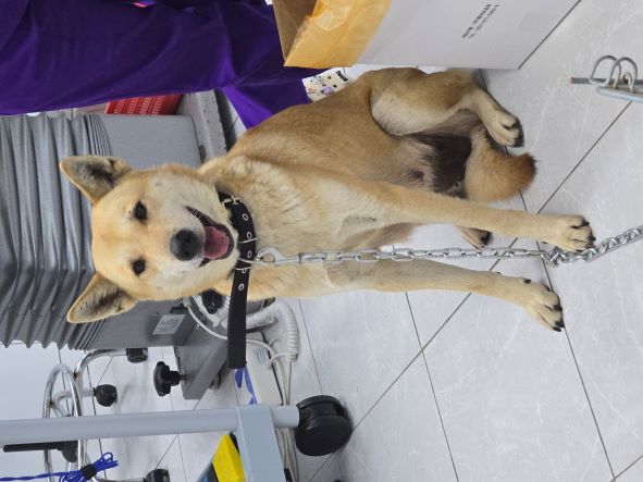 담양군 동물보호센터_446485202400809