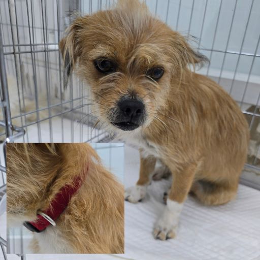 담양군 동물보호센터_446485202400807