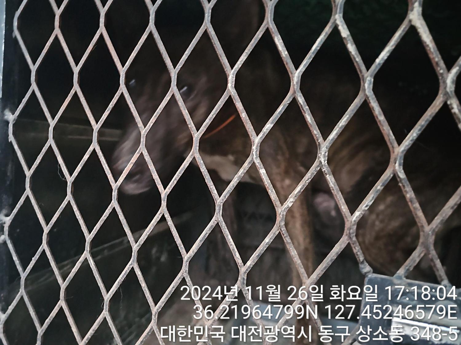 보호중 믹스견의 가…