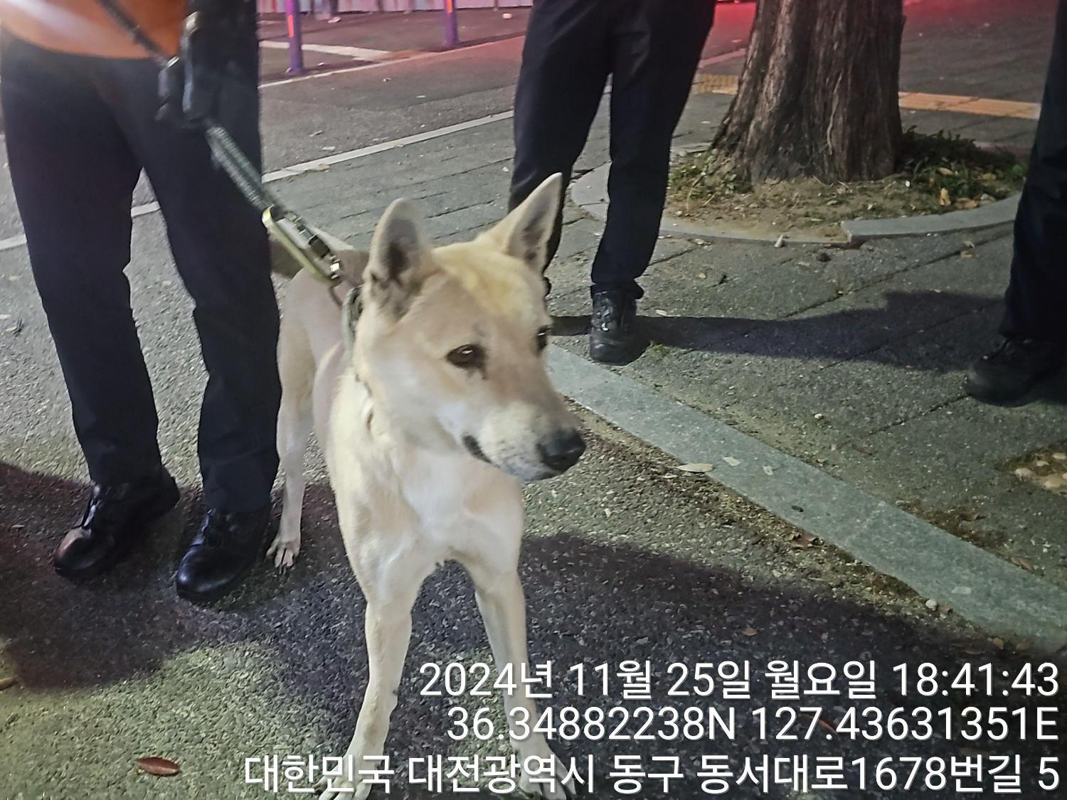 종료(반환) 믹스견…