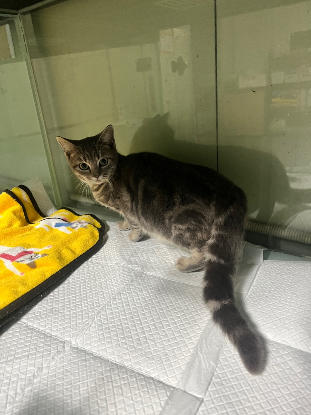 종료(자연사) 아메…