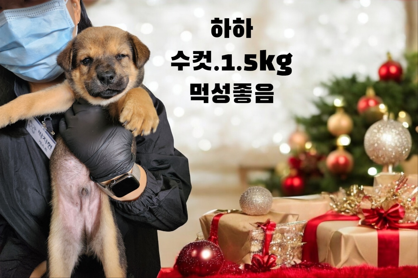 성주유기동물보호센터_447521202400663