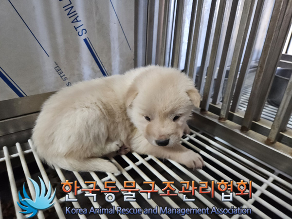 한국동물구조관리협회_441559202401386