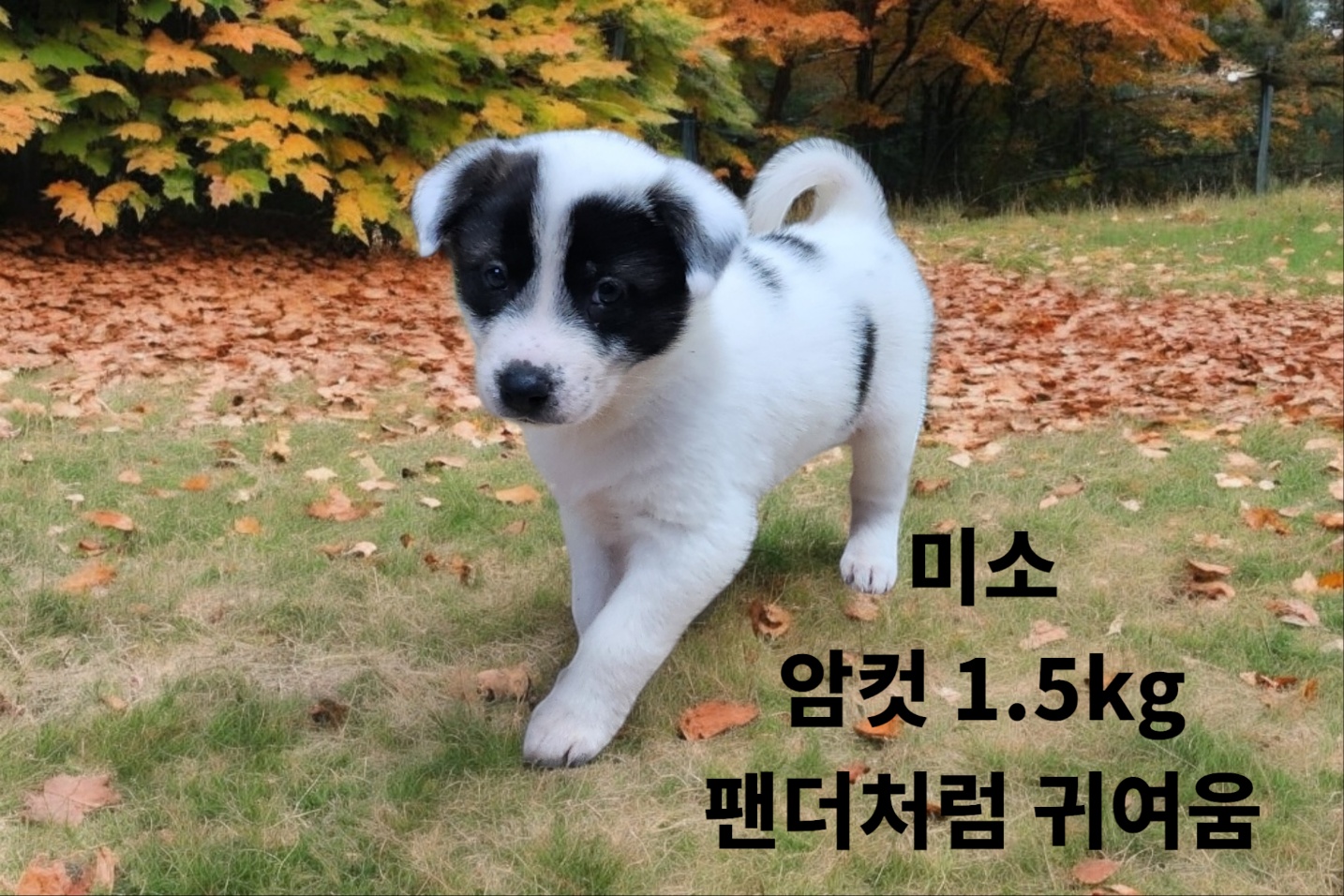 성주유기동물보호센터_447521202400675