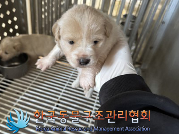 한국동물구조관리협회_441559202401389