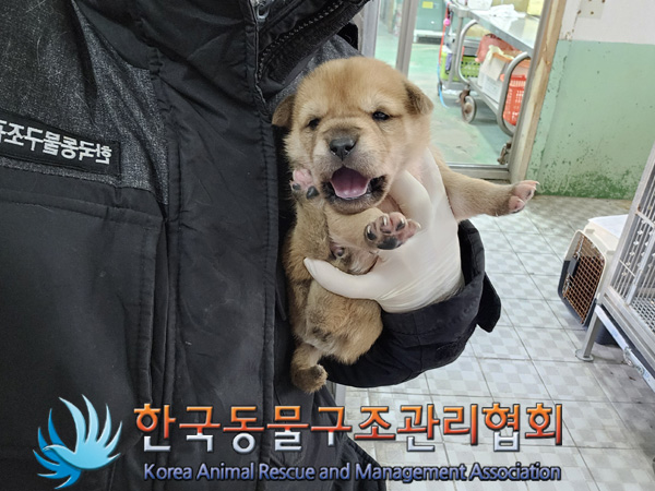 한국동물구조관리협회_441559202401388