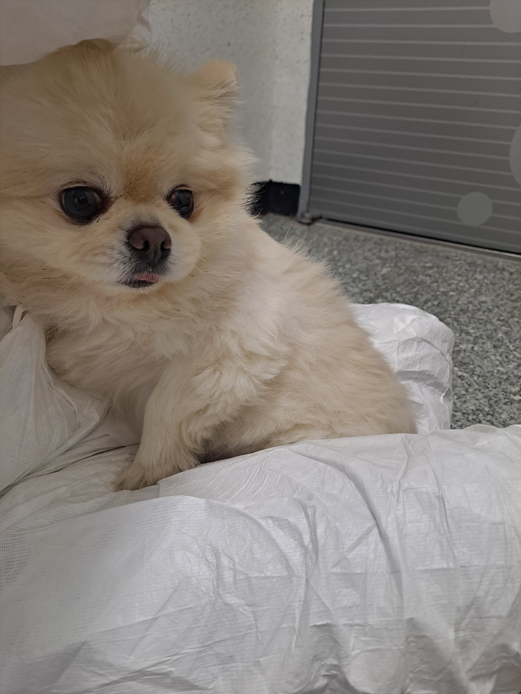 강릉시 동물사랑센터_442420202400705