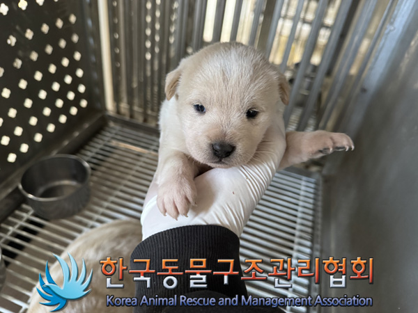 한국동물구조관리협회_441559202401390