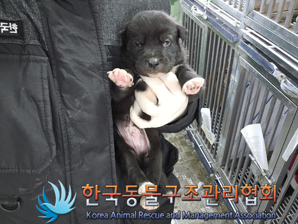 한국동물구조관리협회_441559202401385