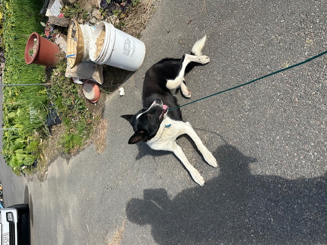 광양시 임시보호소_446484202400853