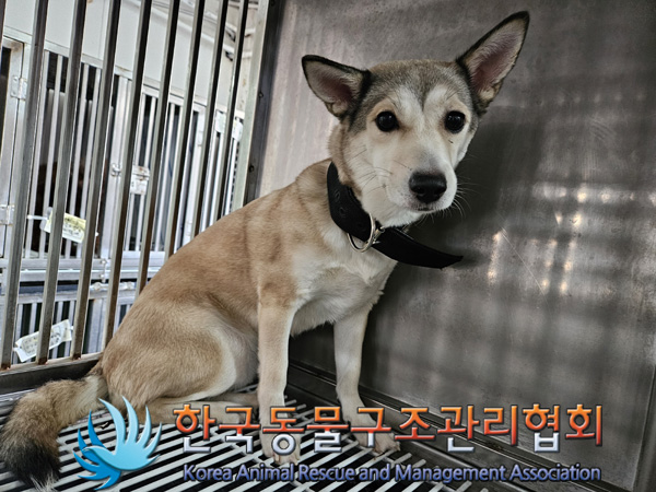 한국동물구조관리협회_411316202400901