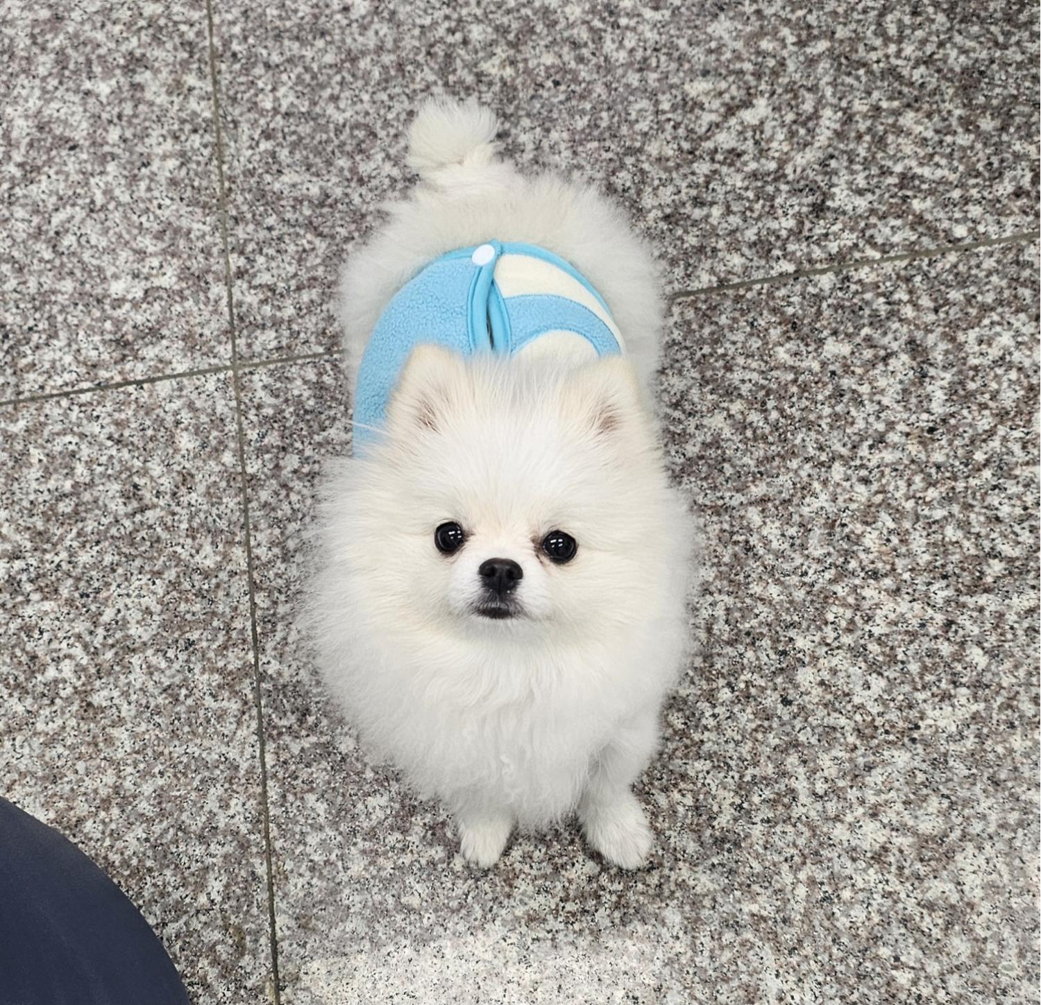 강릉시 동물사랑센터_442420202400706