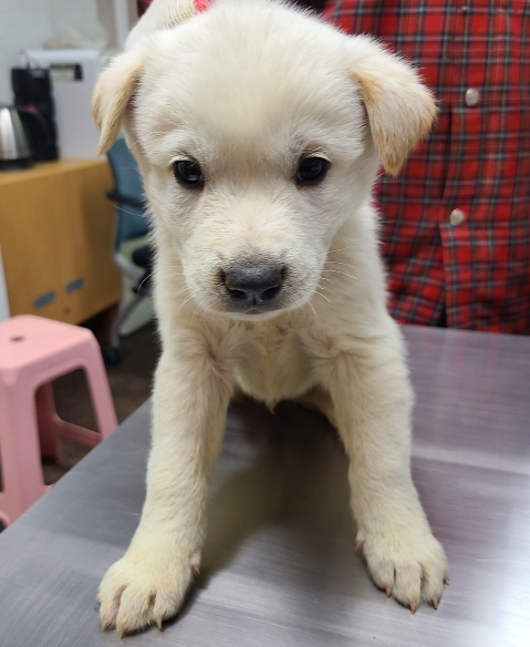 영천유기동물보호센터_447510202400845