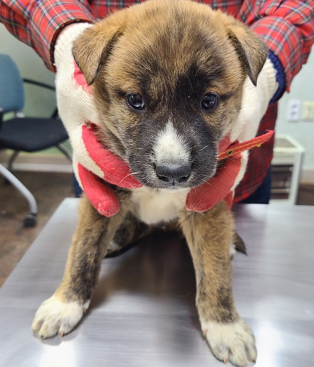 영천유기동물보호센터_447510202400844