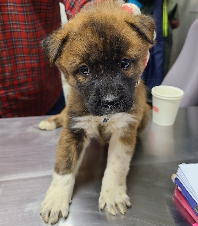 종료(자연사) 믹스…