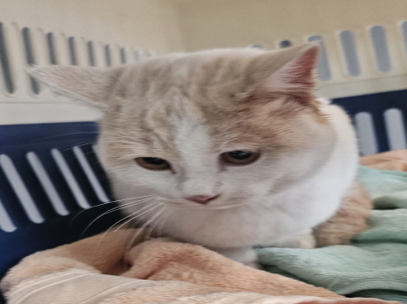 원주시동물보호센터_442419202400918
