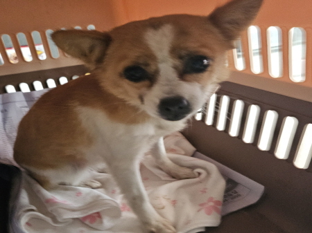 원주시동물보호센터_442419202400919