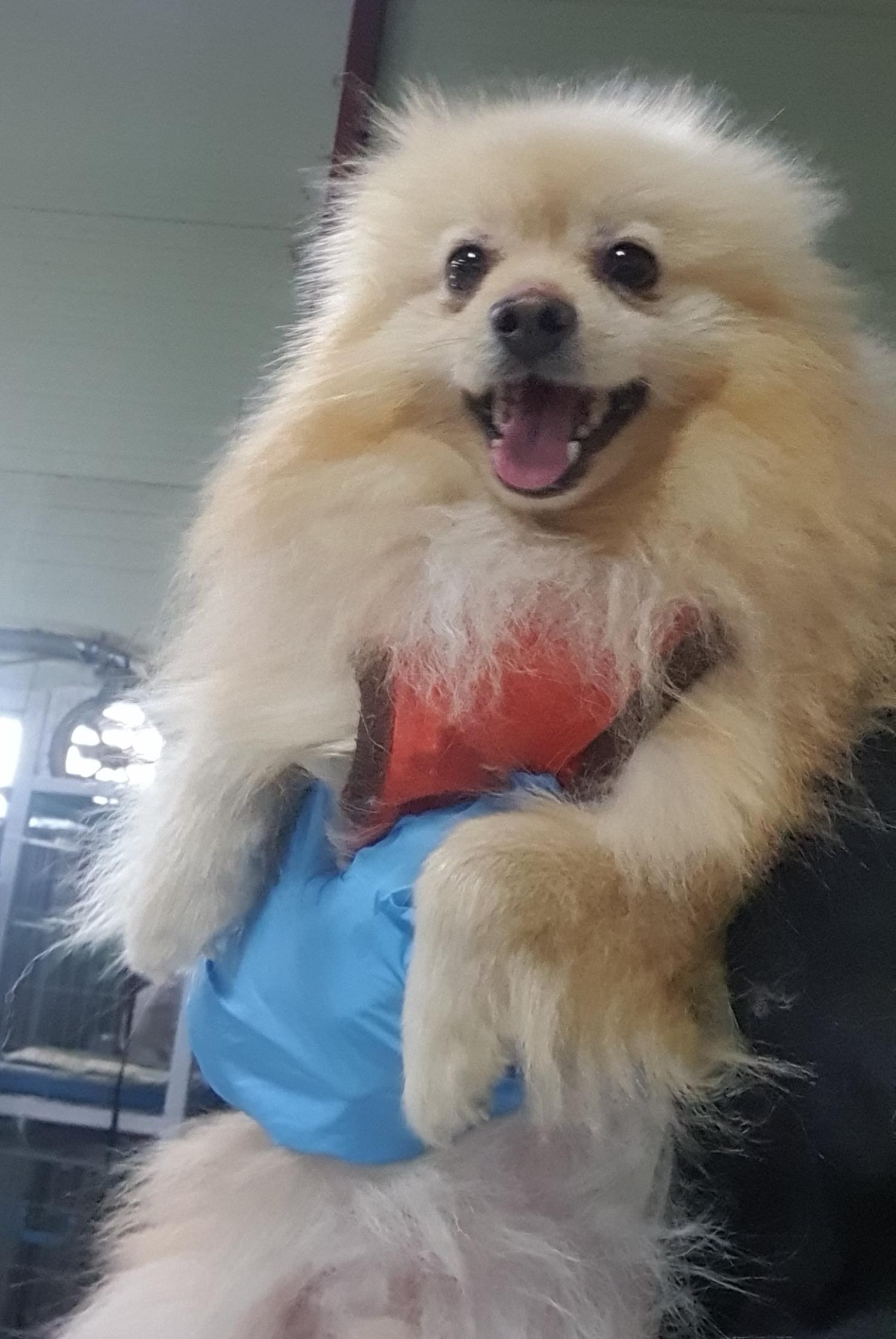 인천광역시수의사회_428351202400865