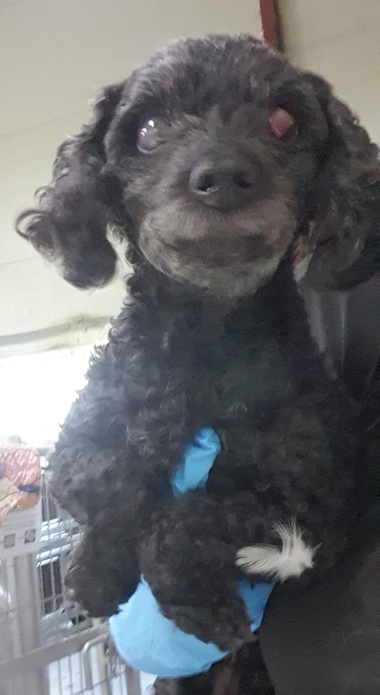 인천광역시수의사회_428351202400864