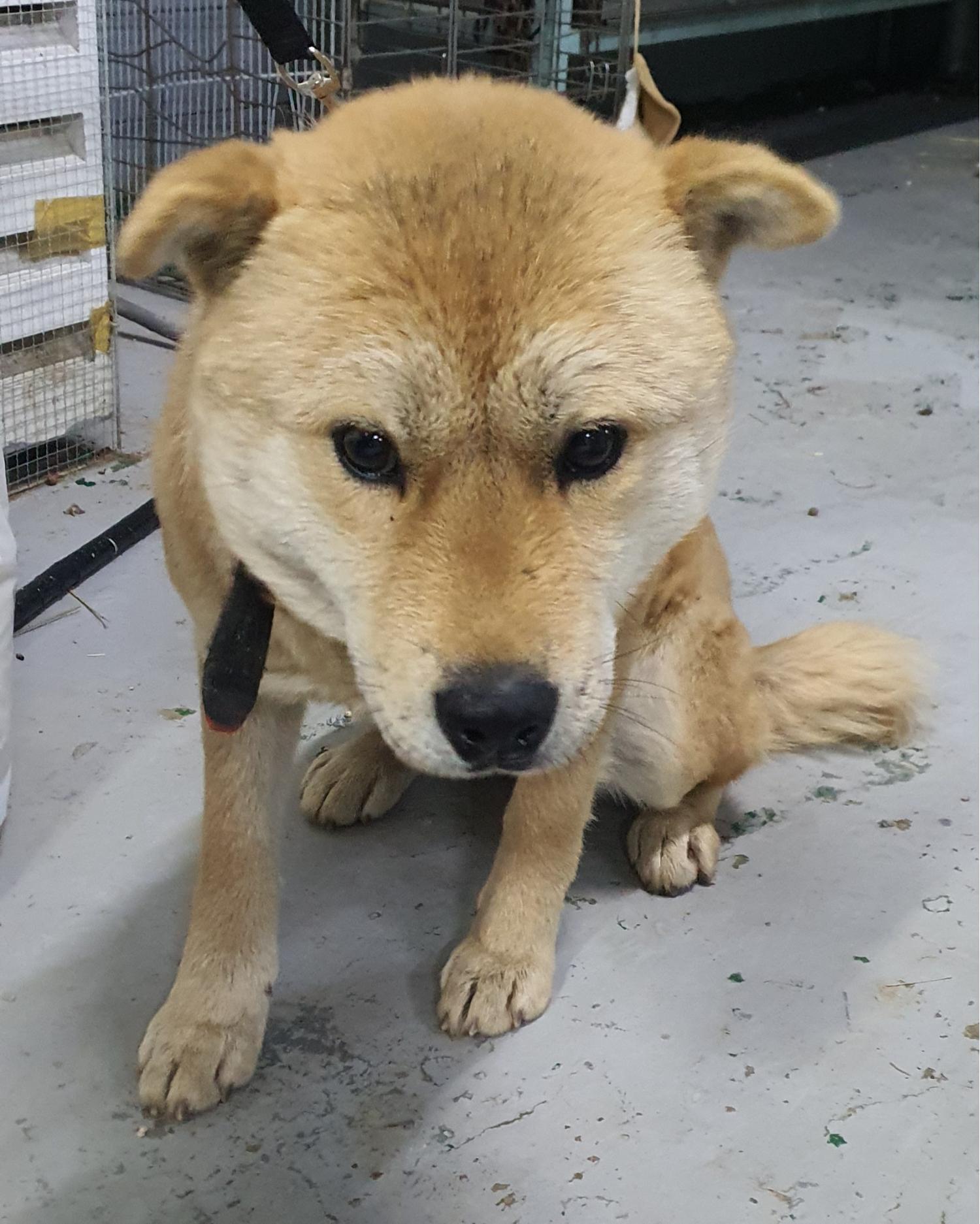 종료(반환) 믹스견…