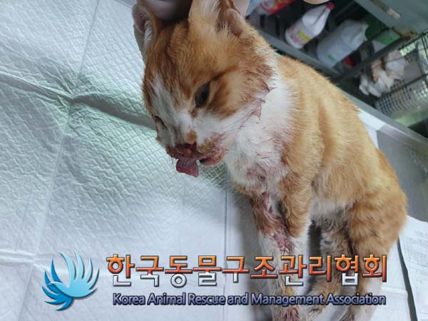 한국동물구조관리협회_411315202400672